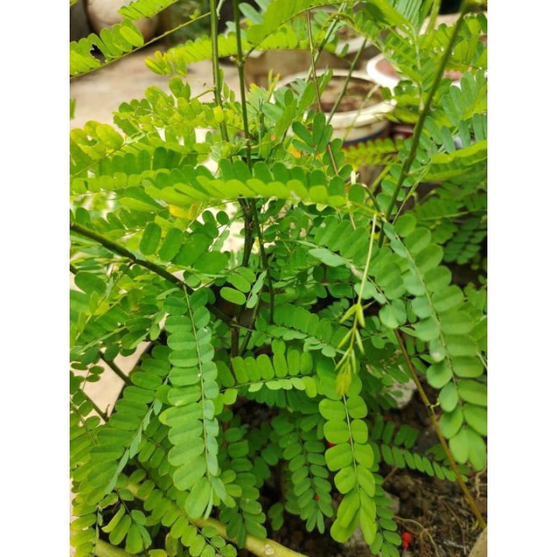 Saga rambat (tumbuhan) / pohon saga / tanaman saga obat / herbal