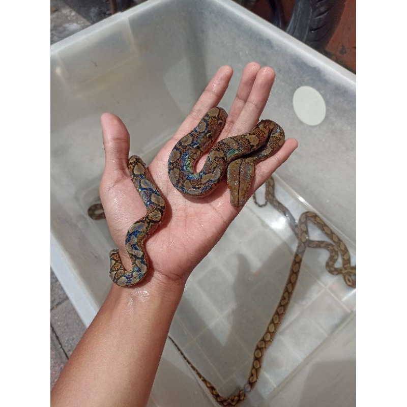 Reticulatus Python Baby