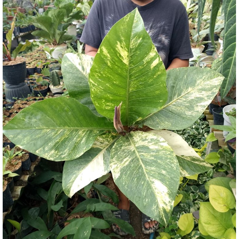 Anthurium Hokeri Varigata