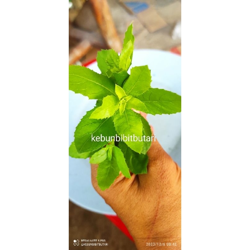 

100gram Daun Beluntas segar