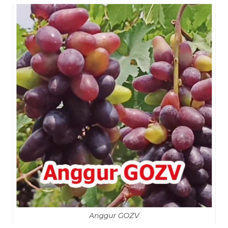 BIBIT ANGGUR IMPORT GOSV VAILID