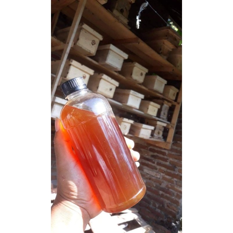 

madu klanceng