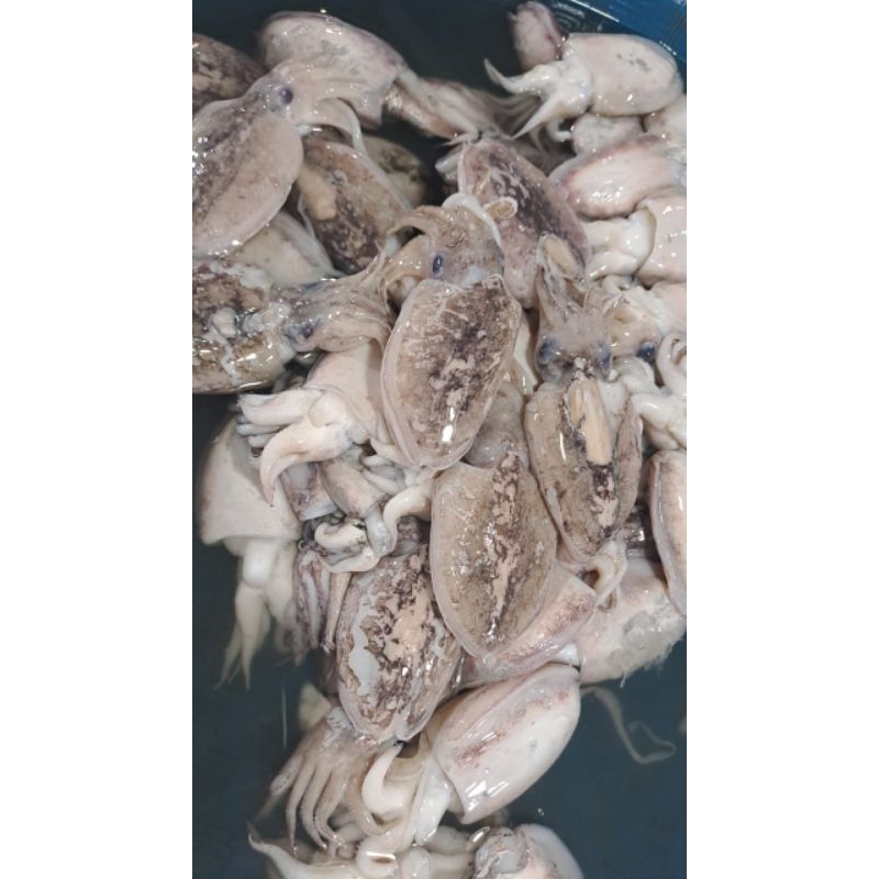 

Balakutak per Kg Khusus Order Malam