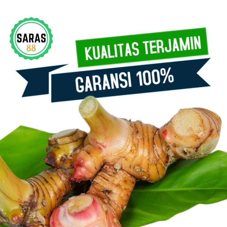 

Lengkuas laos bumbu masak empon empon rempah sayuran sayur segar