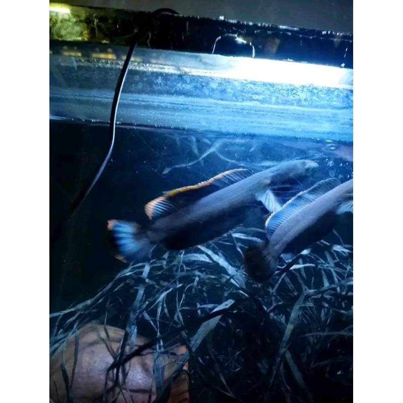 Mainan Chana Limbata Pair Proven(provit telur)13-15 up Badan Hitam pekat,cek COD