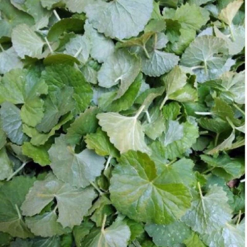 

daun pegagan segar tanpa batang 250gr