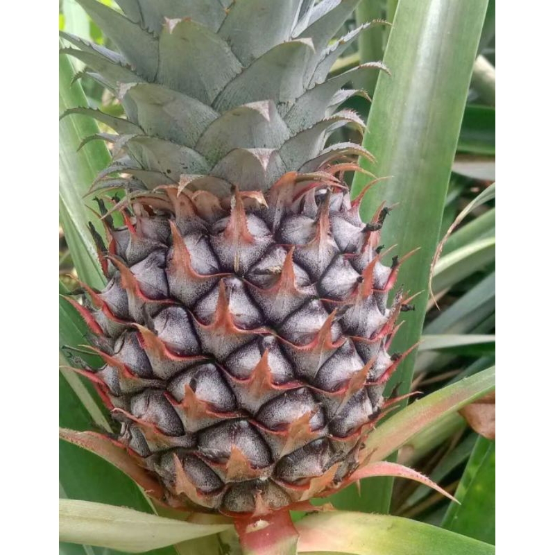 

nanas muda termurah