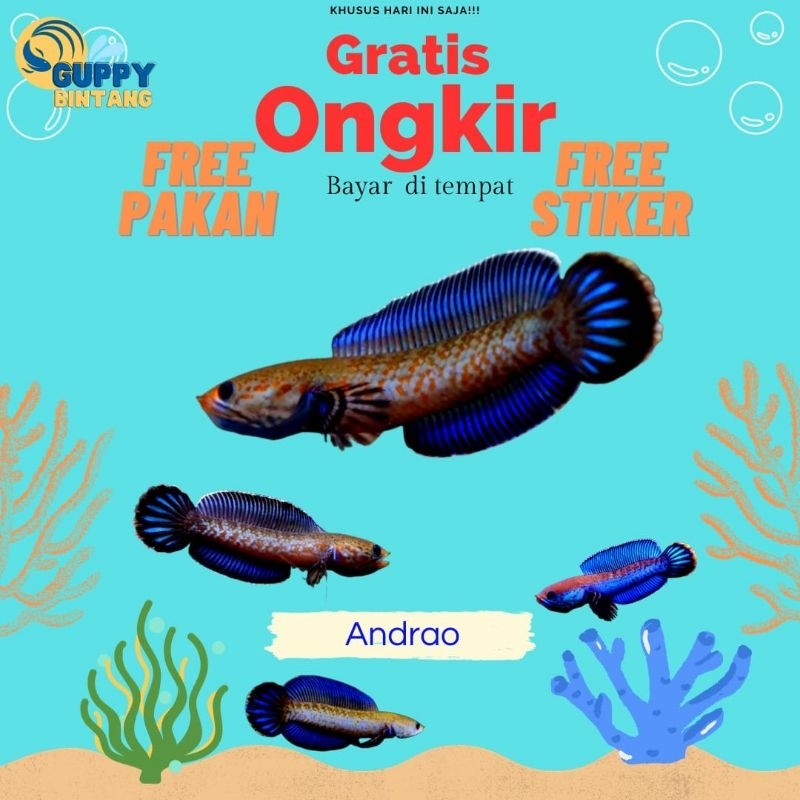 Channa Andrao Singel  Gondrong Size 6-7 Cm