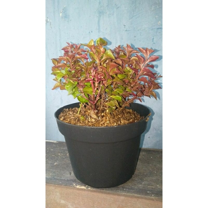 Tanaman bunga krokot merah rimbun