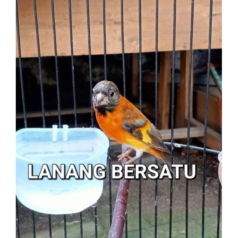 Burung Redsiskin dilute Gacoran