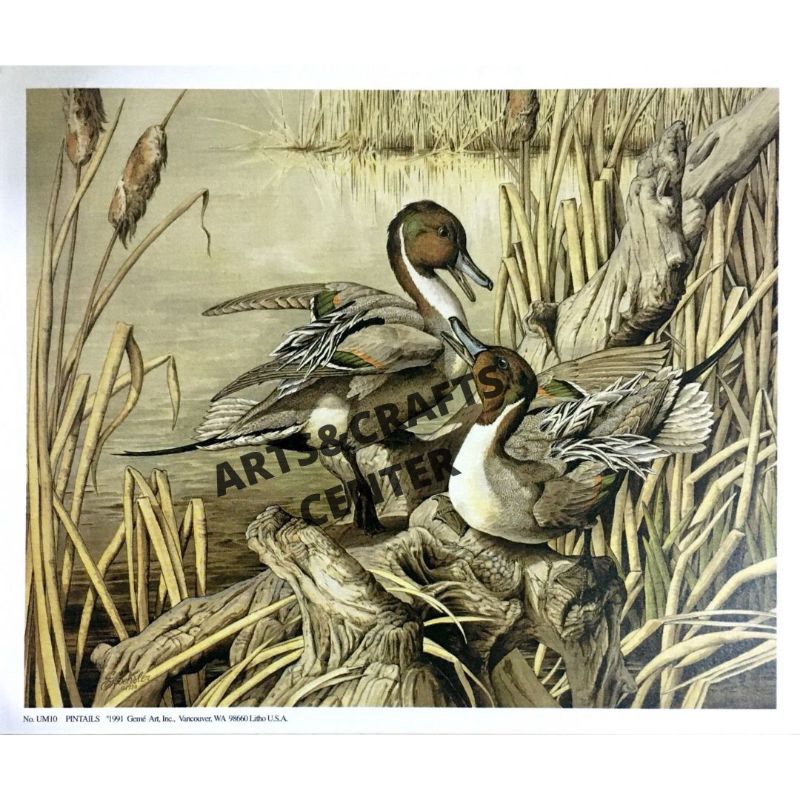 Gambar Papertole Pintails