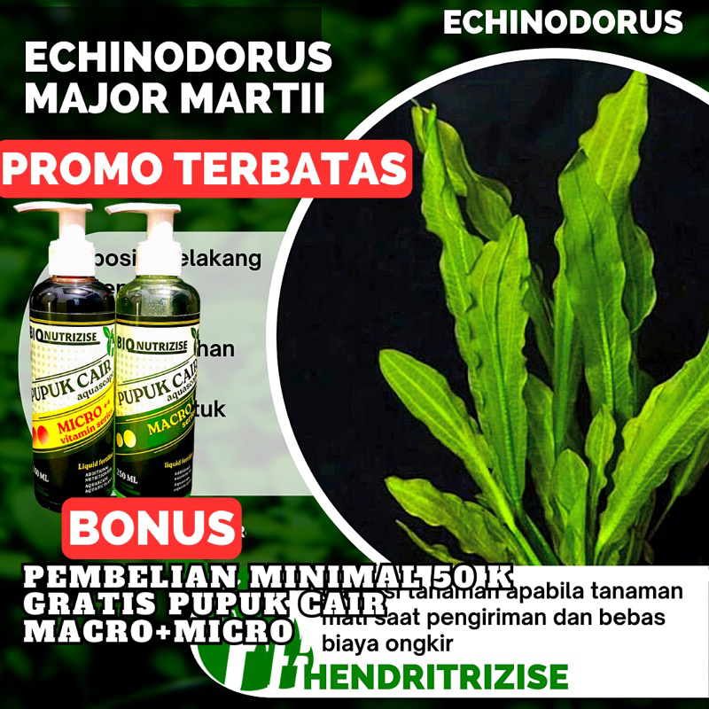 Echinodorus Major Martii - Tanaman Aquascape Tanpa Co2