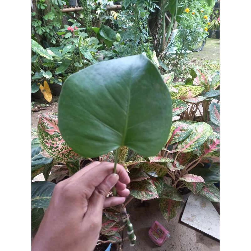 Anak Monstera Brazilian Form