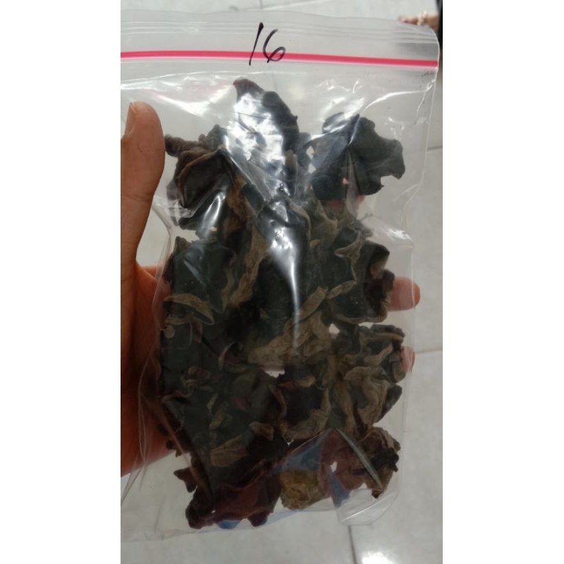 

jamur kuping /jamur tekwan