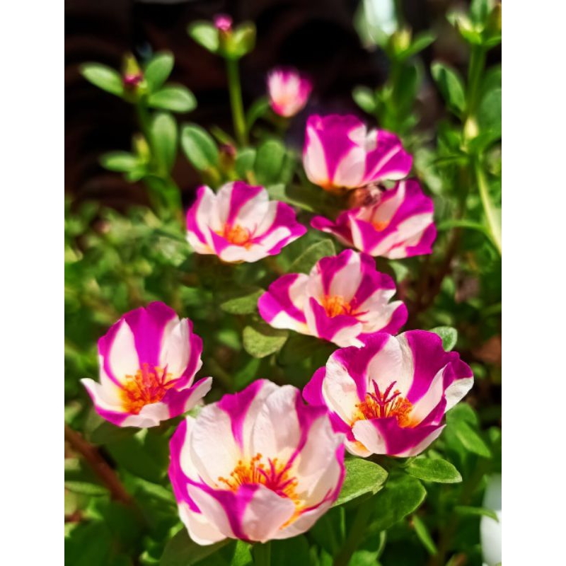 Bunga Hias Import - Bunga Krokot import termurah