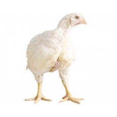 

Ayam karkas broiler fresh size 1200 gr - 1300 gr ayam potong utuh