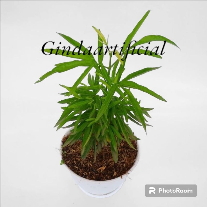 Tanaman Zodia Anti Nyamuk | Pohon zodiak/zodia | Tanaman Hias Zodia