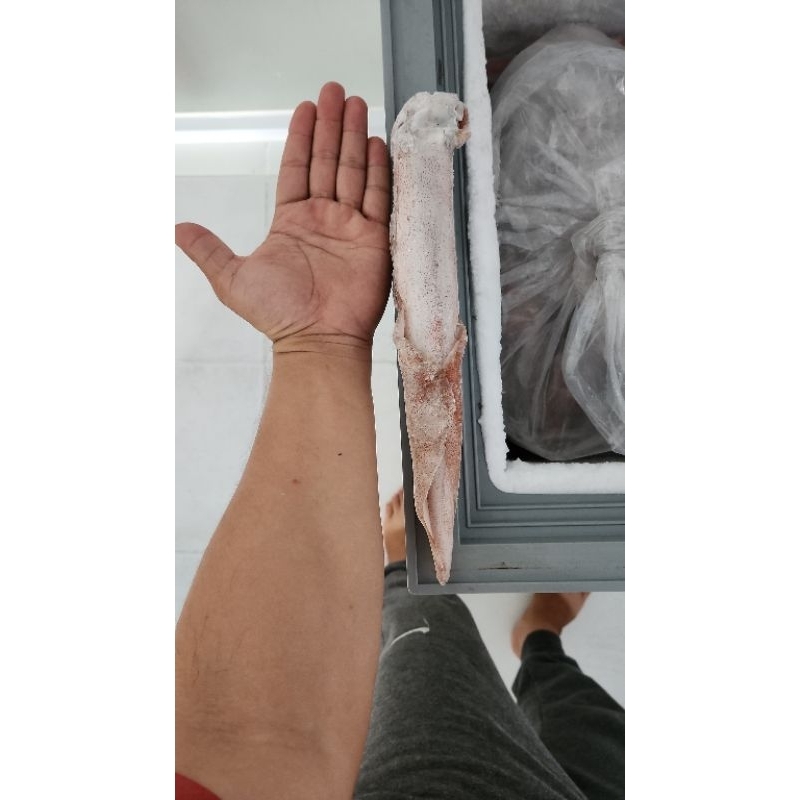 

cumi loligo beku..cumi beku..cumi beku ukuran 30cm dan berat 200 gram