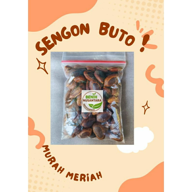 

BIJI SENGON BUTO SUPER SIAP TANAM