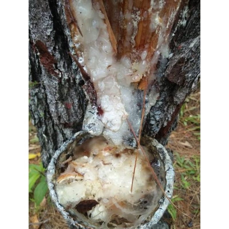 GETAH PINUS MENTAH / SUPLAI RESIN KLANCENG