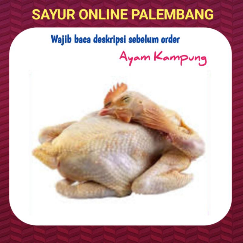 

Ayam Kampung Per Ekor - Pasar Toko Sayur Ikan Ayam Online Palembang