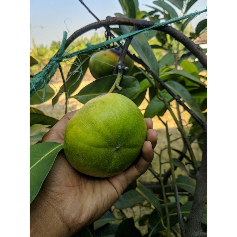 Bibit Buah Black sapote Giant Jumbo cepat berbuah