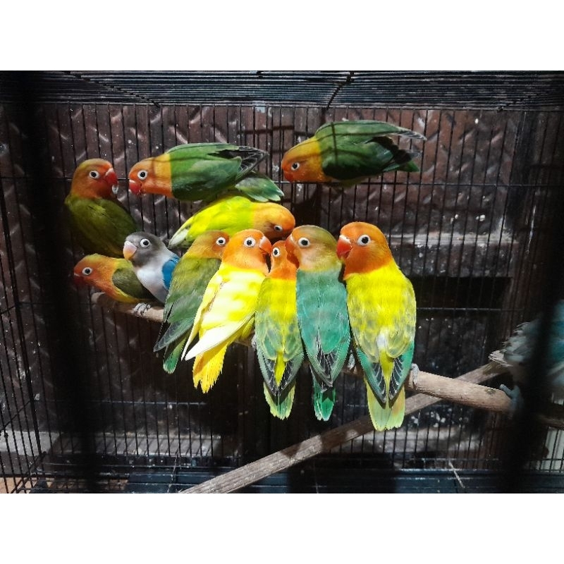 Lovebird anakan dan dewasa