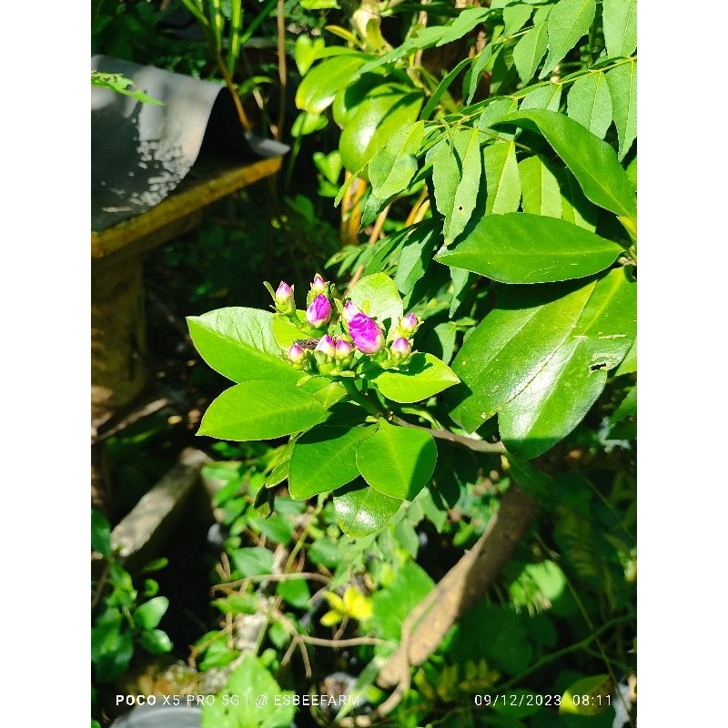 Pereskia Grandifolia / Ora Pro Nobis