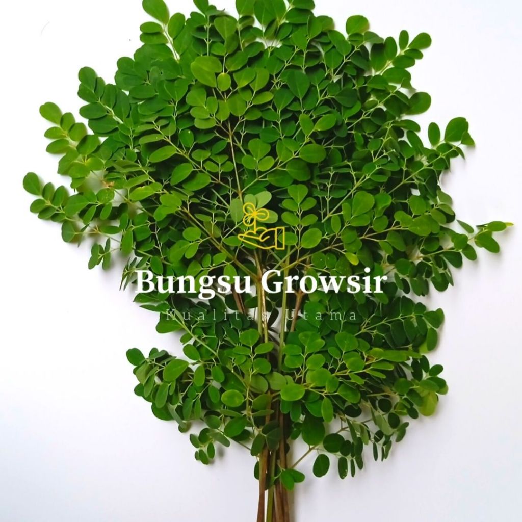 

Daun Kelor Segar 100 Gram