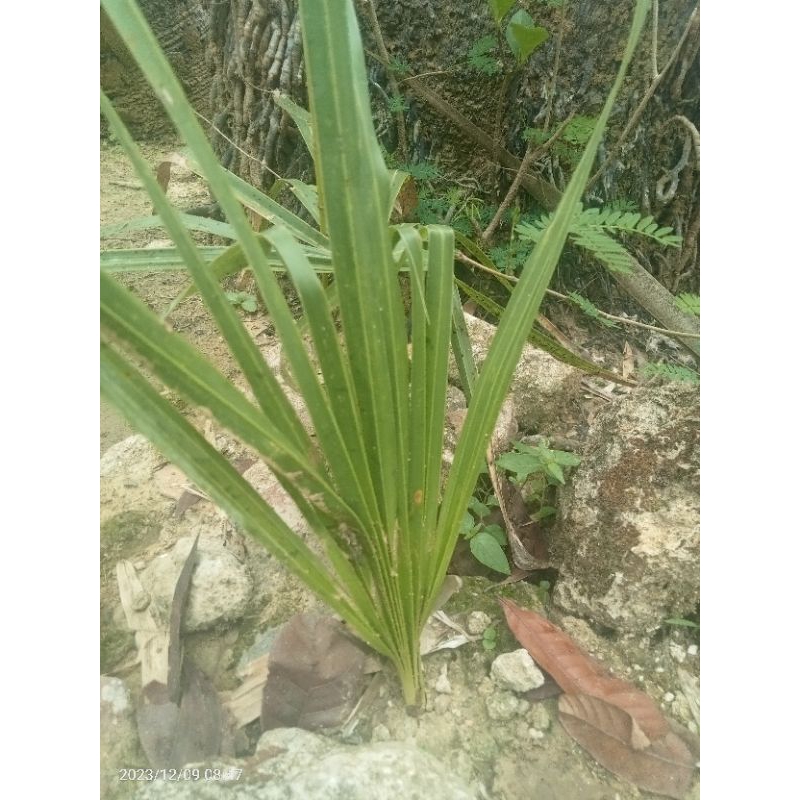 Bibit Pohon Lontar Siwalan Hidup Siap Tanam ✓PROMO Terbatas HADIAH 1 BIBIT BACA DESKRIPSI