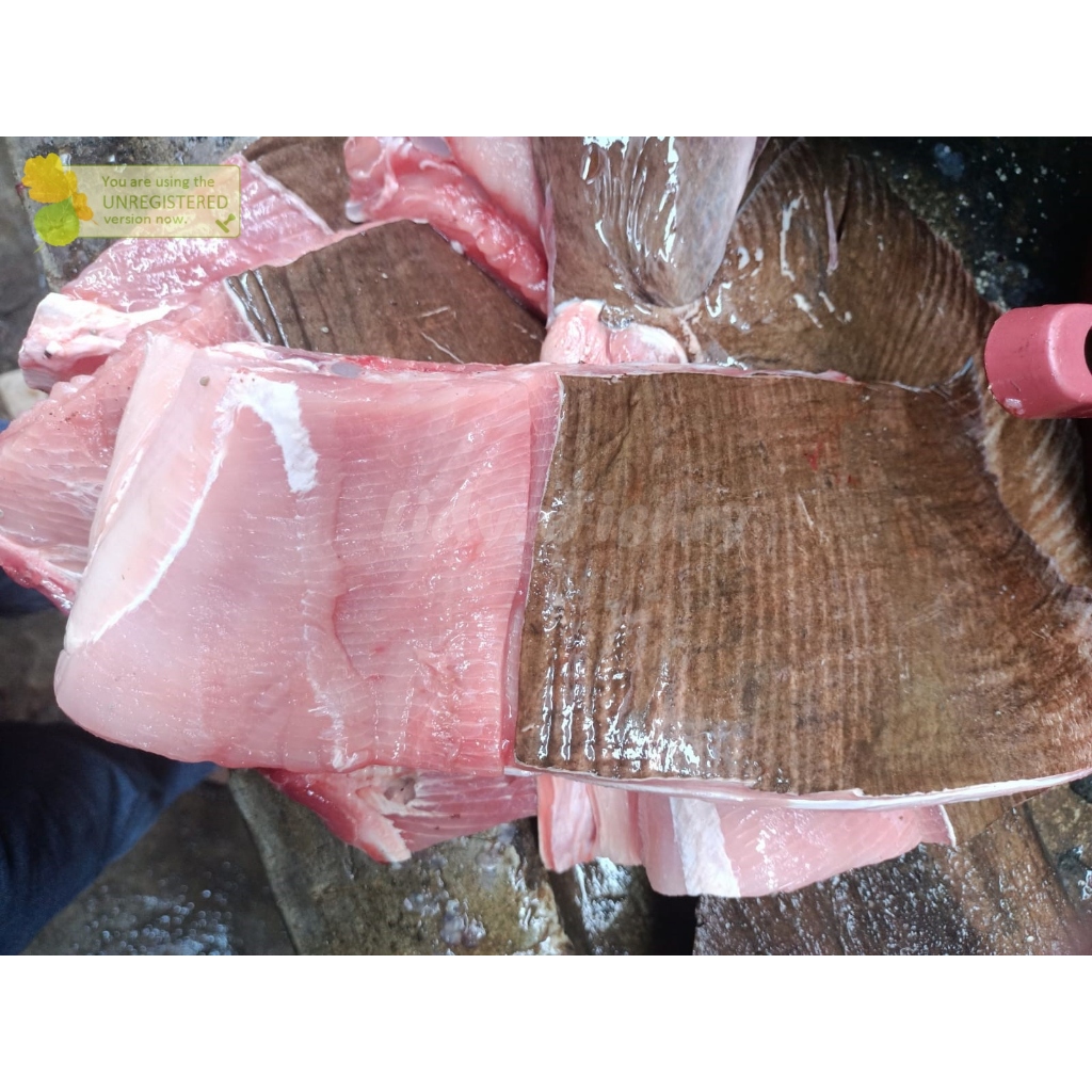 

Ikan Pari Segar Fillet Pari Fillet 1Kg