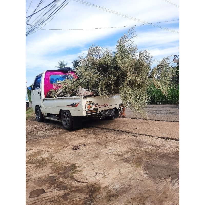 Ketapang Kencana 2meter