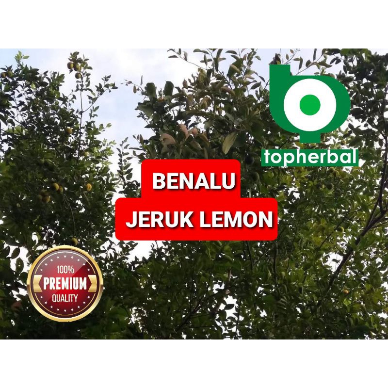 

Benalu Jeruk Lemon Kering Hijau 500 Gram