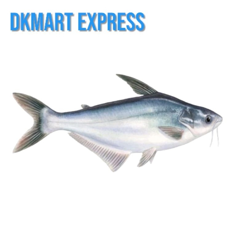 

ikan patin segar 500 gram ikan patin fresh ½ kg