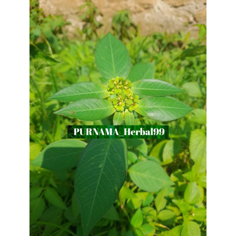 Daun Kate mas suntuk bentul katroli segar atau daun sena herbal  alami per 1kg