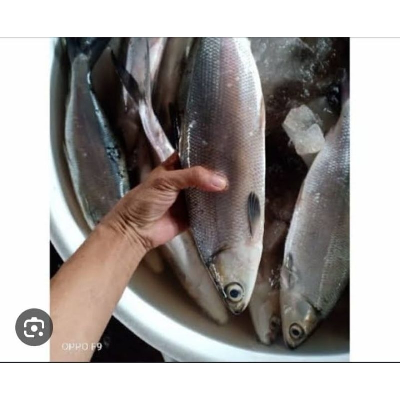 

ikan bandeng besar