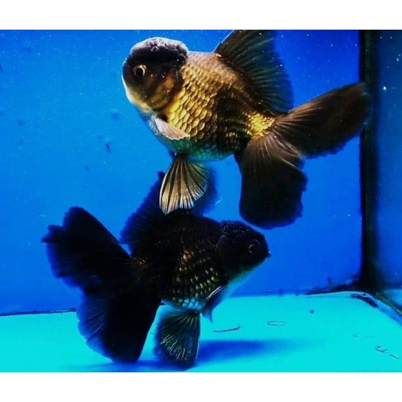 Ikan Mas Koki Oranda Black