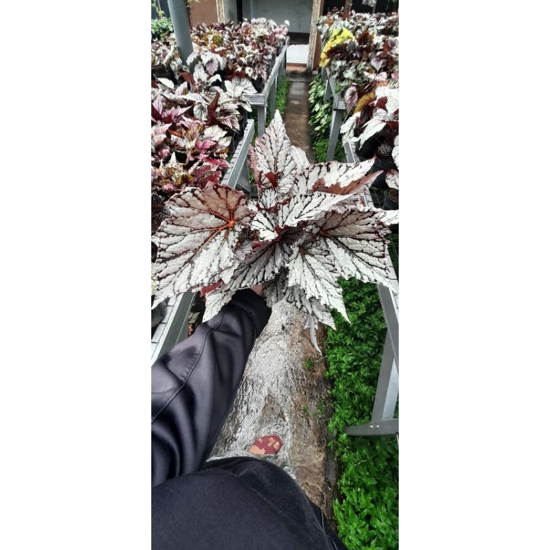 Tanaman Hias Begonia Rex Silver Rimbun/Tanaman Hias Murah Bandung