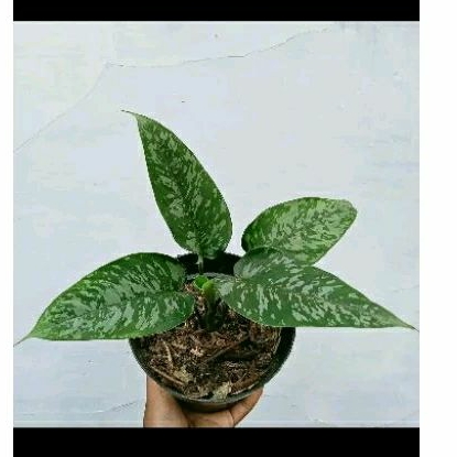 schismatoglottis army / homalomena army