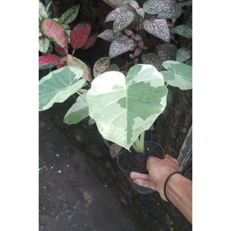 Caladium Varigata~Keladi Varigata