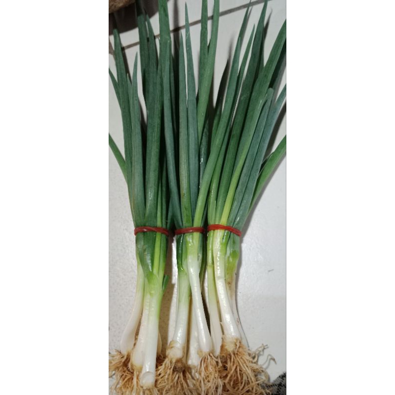 

daun bawang chung, kecil 1ikat