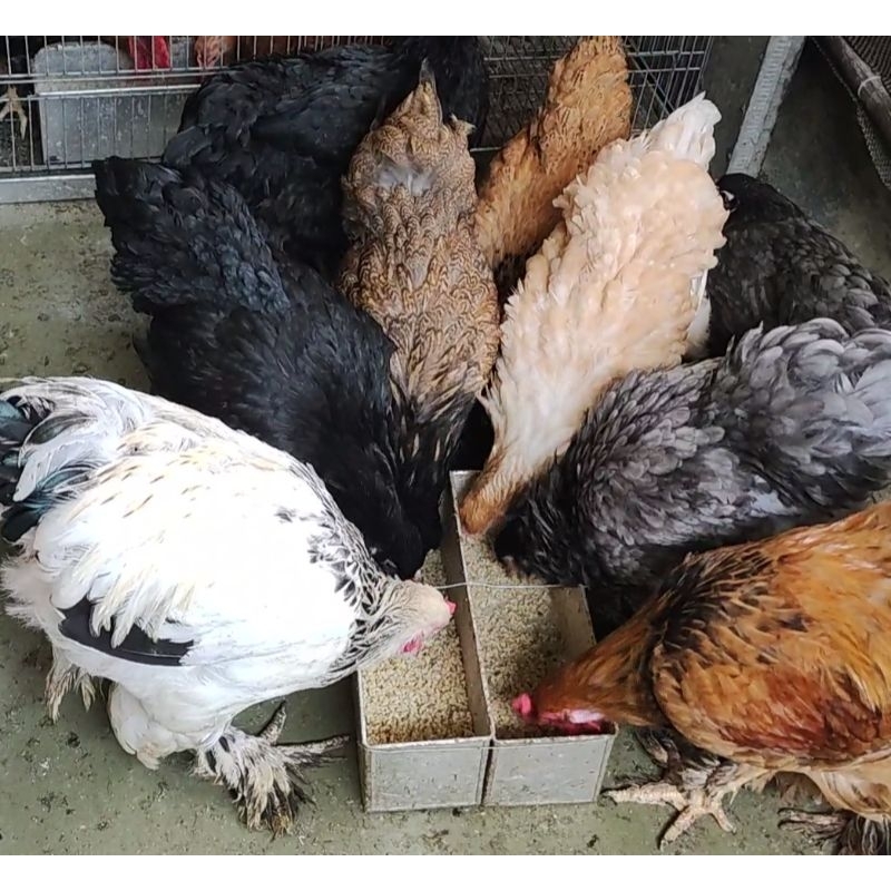 Erfashion -  Brahma Induk Ayam Hias Dewasa / Jual Cepat Ayam Indukan Pejantan Betina / Ayam Bantam C