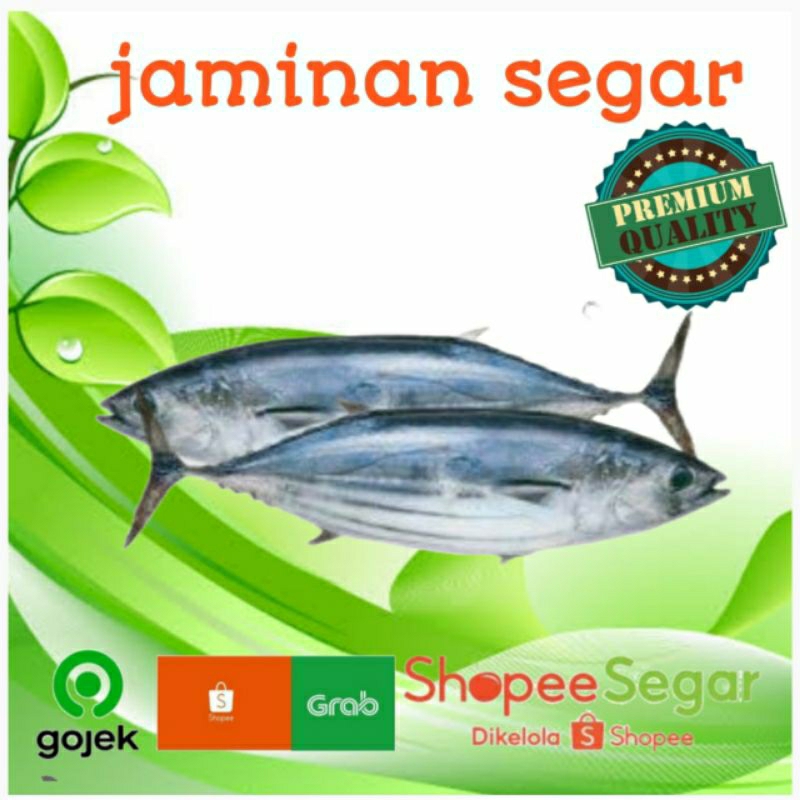 

ikan tongkol cakalang 500gr