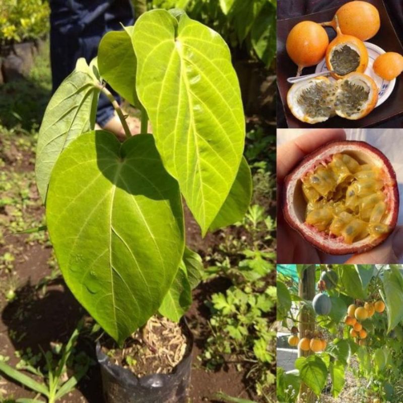 Bibit Tanaman Buah Markisa Manis - Bibit Buah Markisa - PROMO