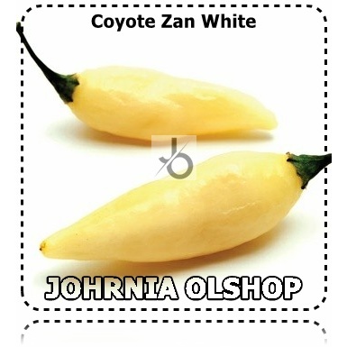 Johrnia 5 Benih Biji PEPPER Coyote Zan White