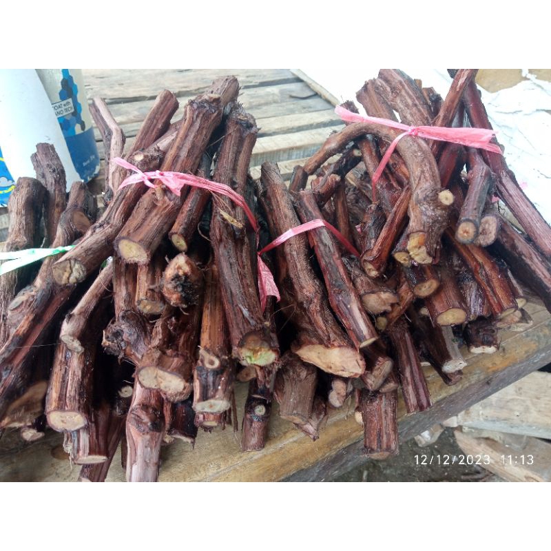 cutting RS Anggur batang bawah lokal dan import