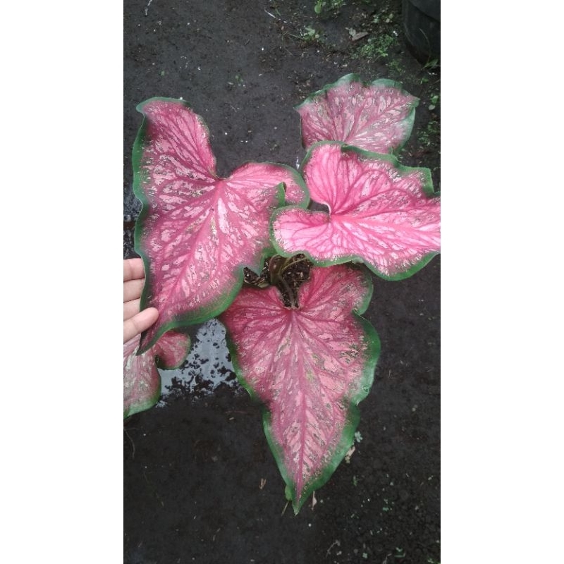 Keladi Worton Bibit Tanaman Keladi Hias Caladium Lance Worton