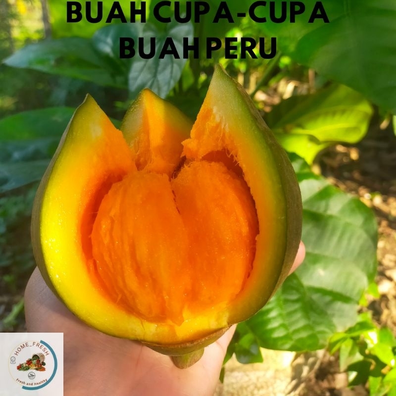 

Buah Peru Sapote Cupa Cupa Peruvian Sapote