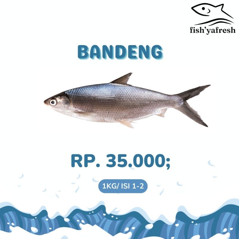 

Ikan Bandeng Fresh 1 kg isi 1-2