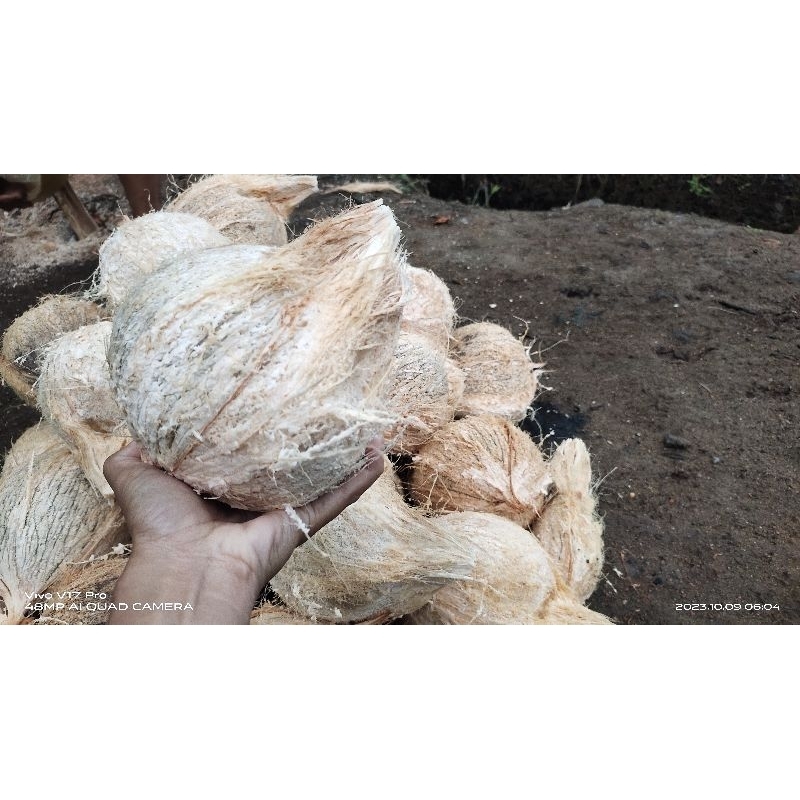 

Kelapa,tua,dijamin,besar2,dan,berkualitas